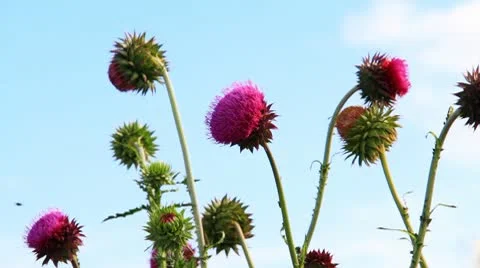 Close-up of the thistle in meadow Видео 10687407