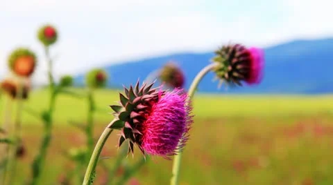 Close-up of the thistle in meadow 库存影片 10719156