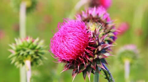Close-up of the thistle in meadow 库存影片 10719171