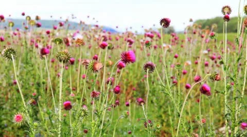 Close-up of the thistle in meadow 库存影片 10719182