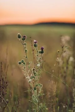 Close up of thistle in sunset light, evening field, calm natural background Stock Photos