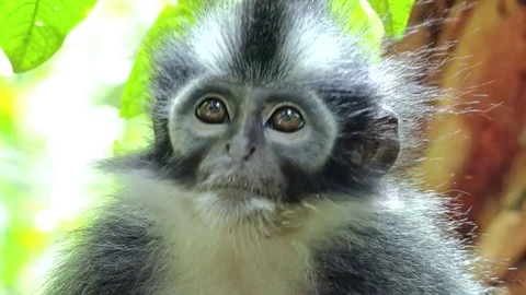 Close-up of Thomas's leaf langur monkey sitting on tree and looking around Stock Footage 73800709