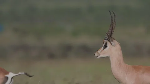 Close up of Thomson's gazelles head keeping alert on a predator Stock Footage 260847591