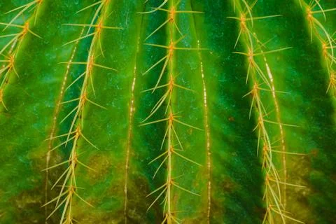 Close up thorn cactus texture Stock Photos