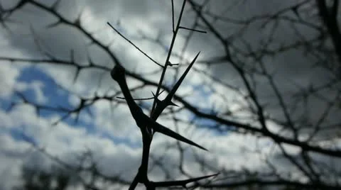 Close Up of Thorns 1 스톡 동영상 12530636
