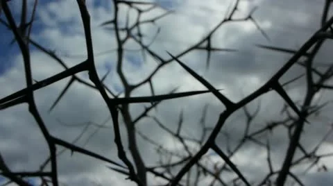Close Up of Thorns 2 Video stock 12530649