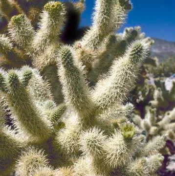 Close up on thorns of cactus Stock Photos