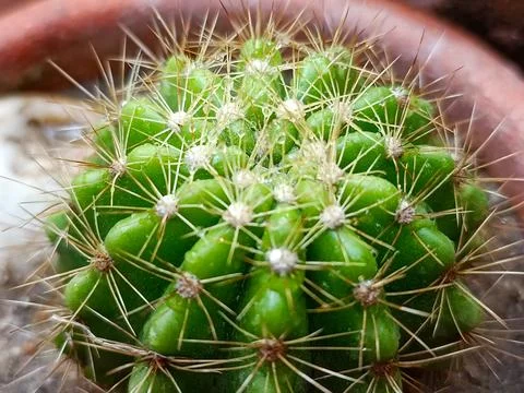 Close up thorns of cactus Stock Photos