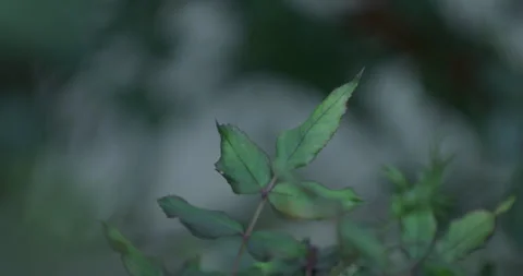 CLOSE UP THORNS ON A ROSE LEAF Stock Footage 263989641