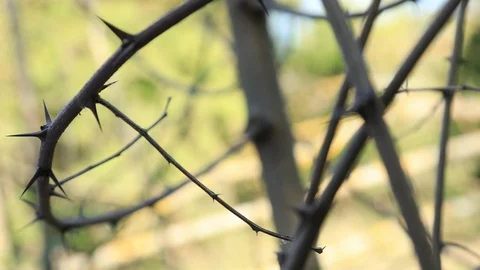 Close up of thorny branches  Stock Footage 128679497