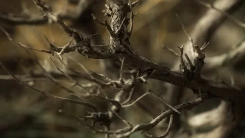 Close-up of Thorny Branches in Natural Setting Stock Footage 282240643