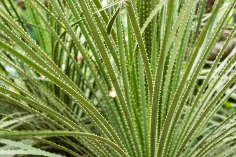 Close Up on thorny cactus. Stock Photos