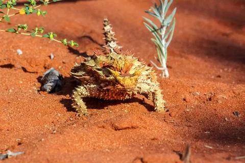 Close up of a Thorny Devil in the Australian outback, facing, Northern Ter... Stock Photos