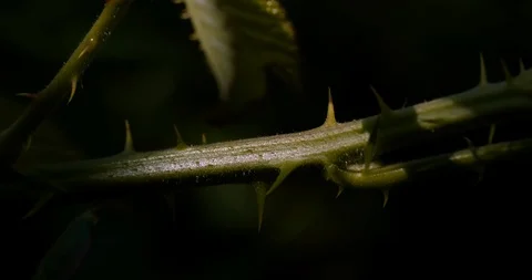 Close up on thorny greenery Stock Footage 113144644