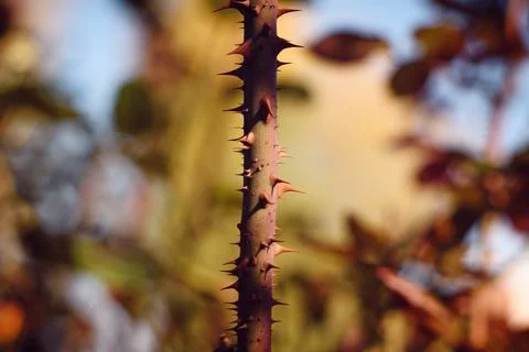 Close-up of a thorny rose stem with sharp spines in natural garden light Stock Photos