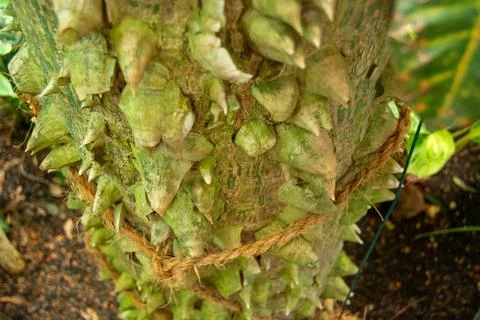 Close-up of thorny tree trunk Stock Photos