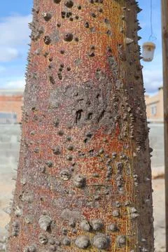 Close-up of a thorny tree trunk with rough, textured bark and spikes Stock Photos