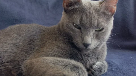 Close-up of a thoroughbred russian blue cat on a blue background. 库存影片 112920508