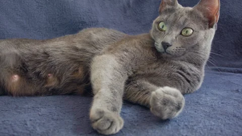 Close-up of a thoroughbred russian blue cat on a blue background. 스톡 동영상 112920670