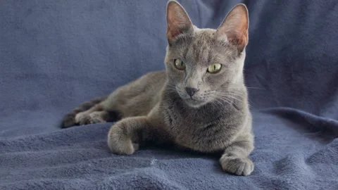 Close-up of a thoroughbred russian blue cat on a blue background. Video stock 112920683