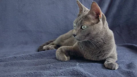 Close-up of a thoroughbred russian blue cat on a blue background. 動画素材 112924347