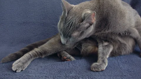 Close-up of a thoroughbred russian blue cat on a blue background. Stock Footage 112927202