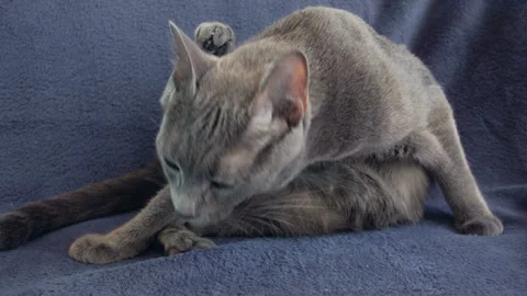 Close-up of a thoroughbred russian blue cat on a blue background. Video stock 112927224
