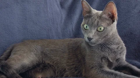 Close-up of a thoroughbred russian blue cat on a blue background. 스톡 동영상 112927282