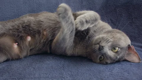 Close-up of a thoroughbred russian blue cat on a blue background. Video stock 112927331
