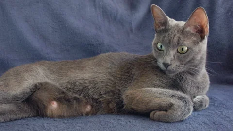 Close-up of a thoroughbred russian blue cat on a blue background. Vidéo 112930656