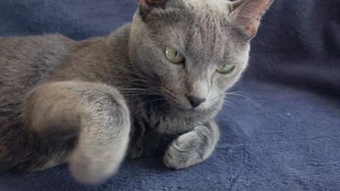 Close-up of a thoroughbred russian blue cat on a blue background. 스톡 동영상 112931316