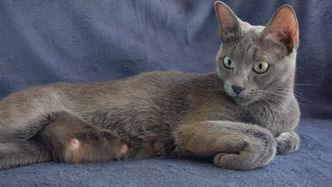 Close-up of a thoroughbred russian blue cat on a blue background. 库存影片 112931339