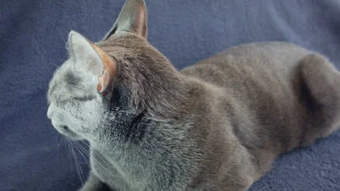 Close-up of a thoroughbred russian blue cat on a blue background. Stock-Footage 112932934