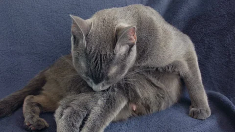 Close-up of a thoroughbred russian blue cat on a blue background. Видео 112932984