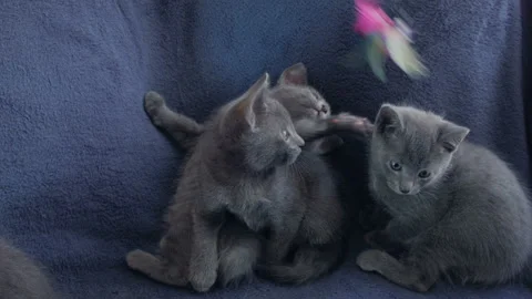 Close-up of a thoroughbred russian blue kittens on a blue background. Vidéo 112936417