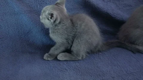 Close-up of a thoroughbred russian blue kittens on a blue background. Stock-Footage 112936673