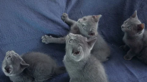 Close-up of a thoroughbred russian blue kittens on a blue background. Stock-Footage 112936701