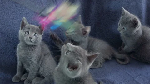 Close-up of a thoroughbred russian blue kittens on a blue background. Stock Footage 112938647