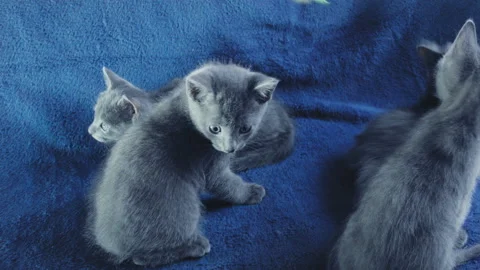 Close-up of a thoroughbred russian blue kittens on a blue background. 스톡 동영상 112941527