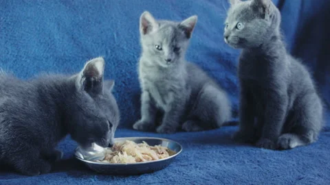 Close-up of a thoroughbred russian blue kittens on a blue background. Stock-Footage 112941644