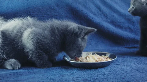 Close-up of a thoroughbred russian blue kittens on a blue background. Video stock 112941845
