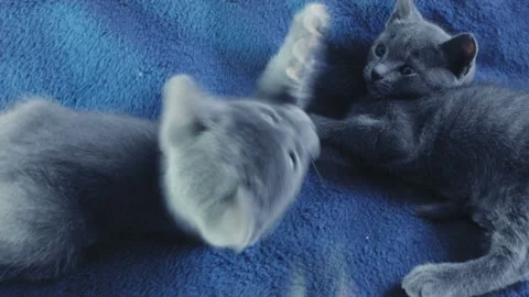 Close-up of a thoroughbred russian blue kittens on a blue background. Vidéo 112945669