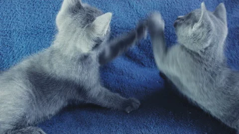 Close-up of a thoroughbred russian blue kittens on a blue background. Stock Footage 112945686