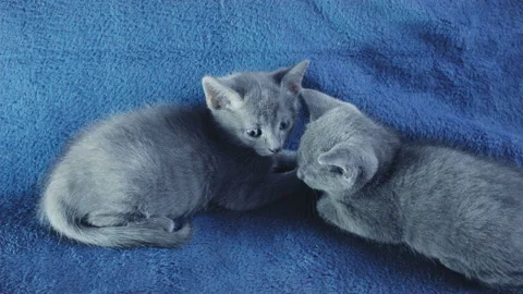 Close-up of a thoroughbred russian blue kittens on a blue background. Stock Footage 112945758