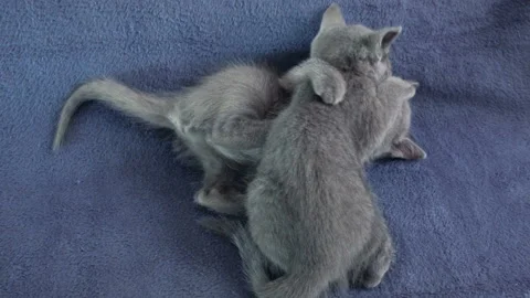 Close-up of a thoroughbred russian blue kittens on a blue background. Stock-Footage 112946204