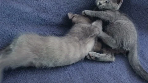 Close-up of a thoroughbred russian blue kittens on a blue background. Stock Footage 112946416