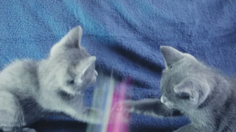 Close-up of a thoroughbred russian blue kittens on a blue background. Stock-Footage 112946455