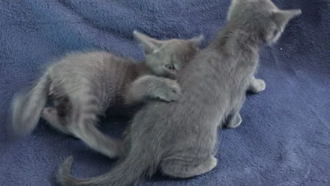 Close-up of a thoroughbred russian blue kittens on a blue background. Stock-Footage 112946469