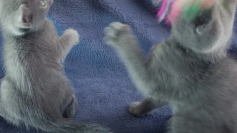 Close-up of a thoroughbred russian blue kittens on a blue background. Video stock 112973247