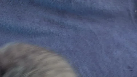 Close-up of a thoroughbred russian blue kittens on a blue background. 動画素材 112973460